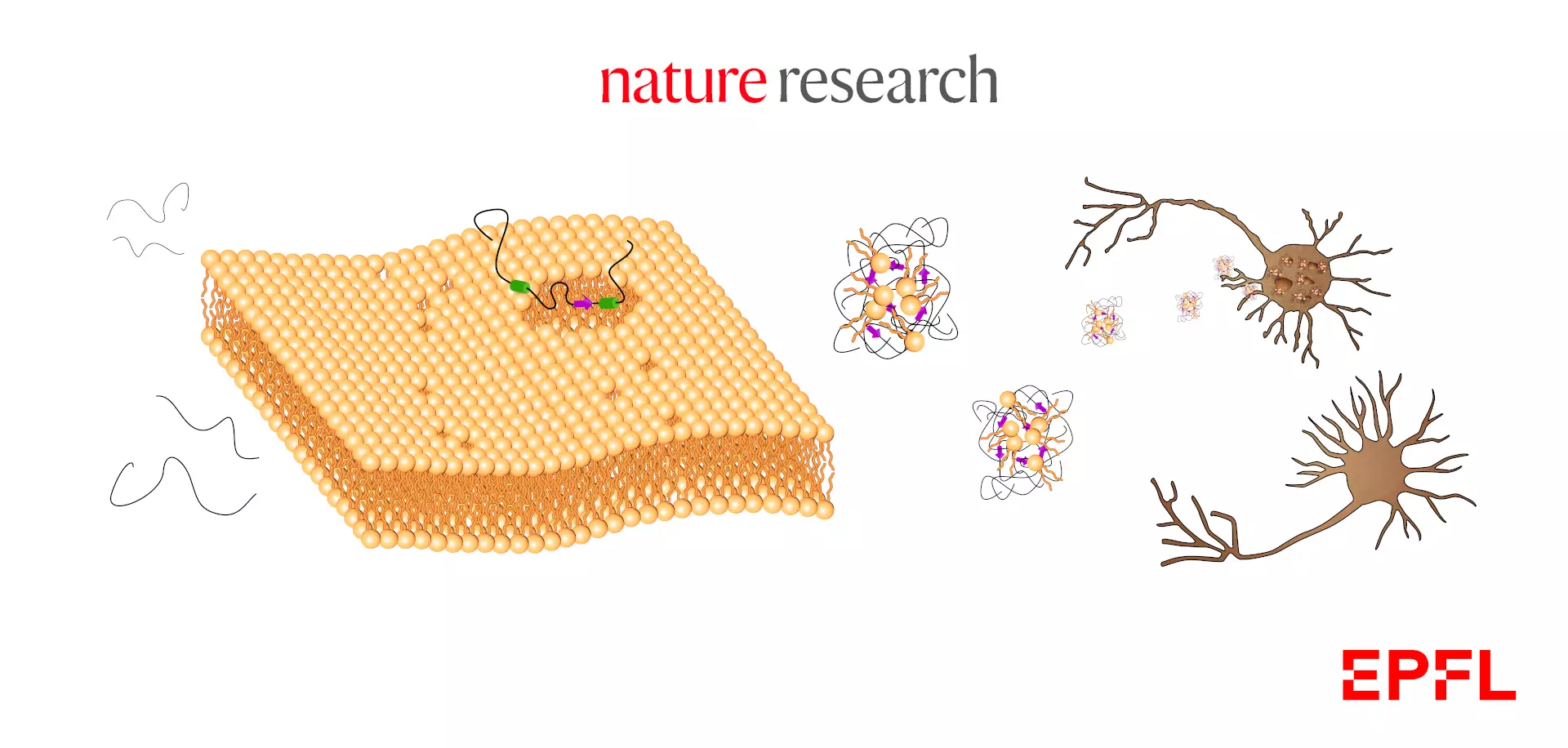 Neurone protein AD Alzheimer Disease Nature Research EPFL sketch by Patrick Widmer