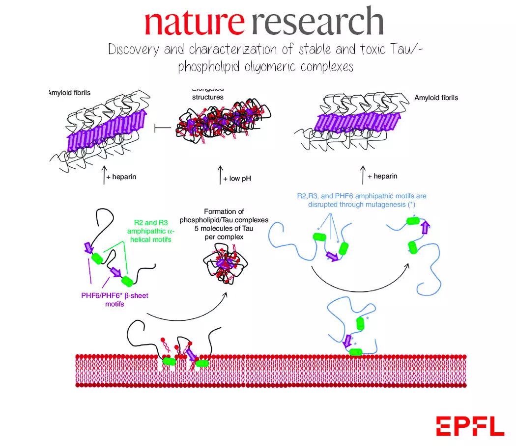 Neurone protein AD Alzheimer Disease Nature Research EPFL minimalist sketch by Patrick Widmer